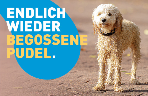 Hund am Schwimmbecken