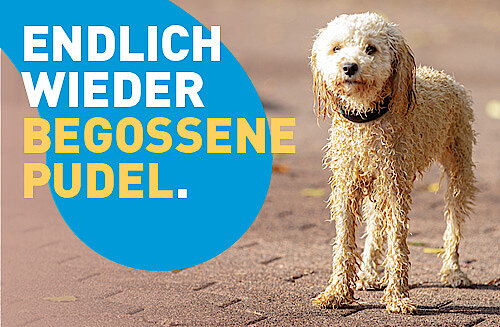 Hund am Schwimmbecken