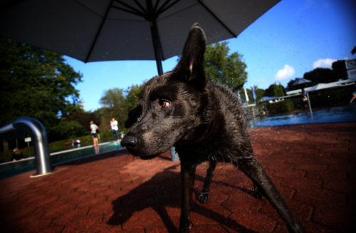 Hund steht vor dem Schwimmbecken und schüttelt sich