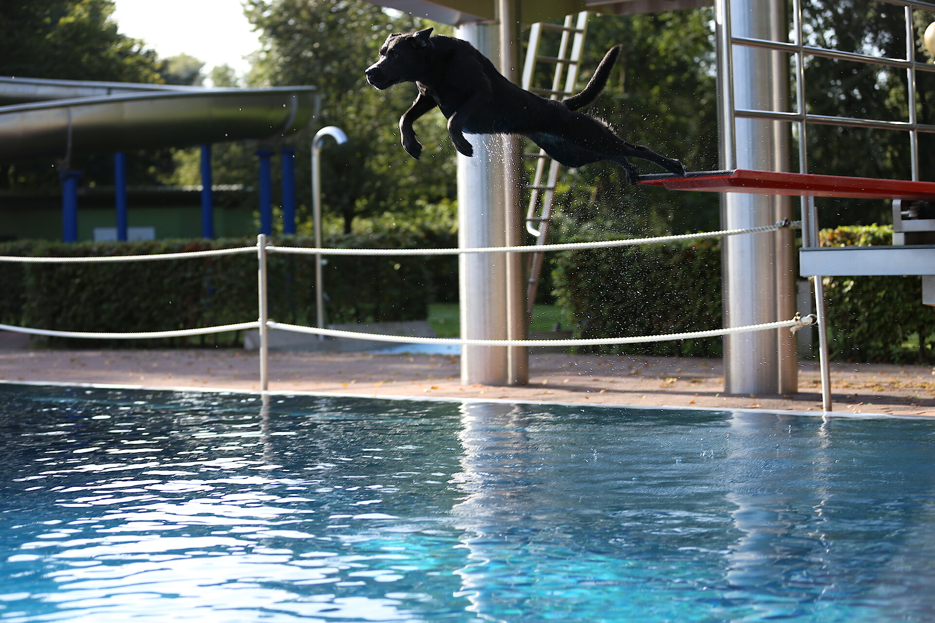 Hund springt vom 1-Meter-Brett.